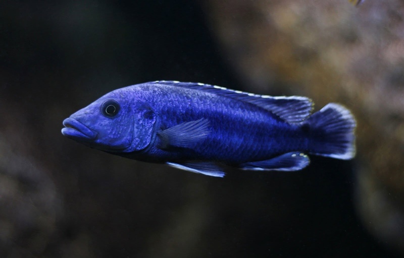Melanochromis kaskazini 'Ngwasi'